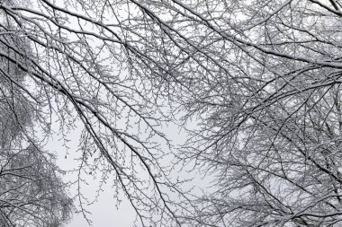Bir kış gününde karla kaplı dalları