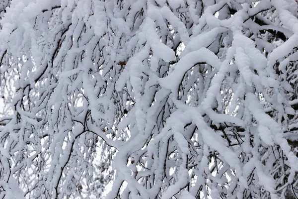Κλαδιά Καλυμμένα Χιόνι Στην Μέρα Του Χειμώνα — Φωτογραφία Αρχείου