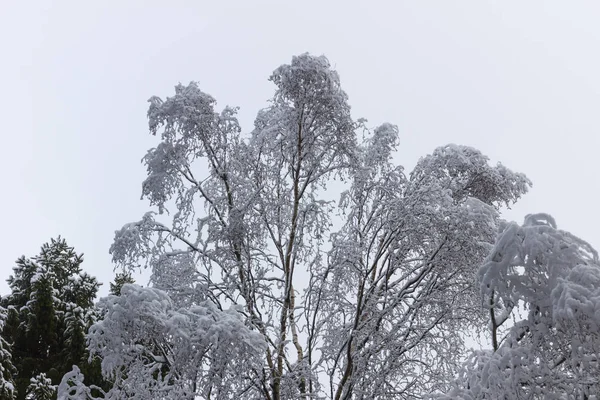 Vrcholky Stromů Sněhem Zimě Scéně — Stock fotografie