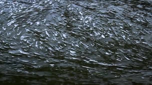 Eissplitter Bewegen Sich Mit Wellen Einem See — Stockvideo