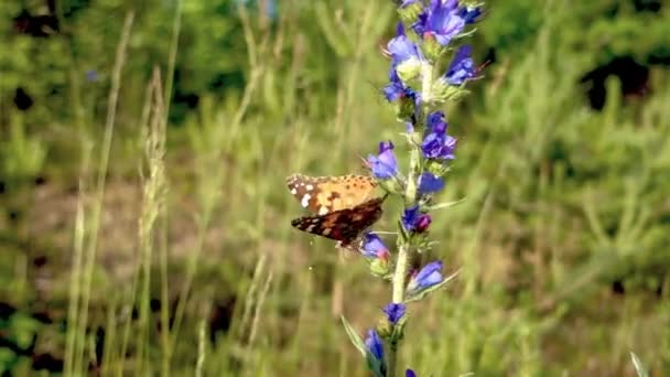 Eine Gemalte Schmetterlingsdame Sitzt Auf Einer Blume — Stockvideo