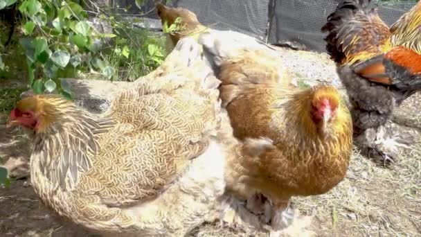 Curious Brahma Chicken Comes Closer — Stock Video