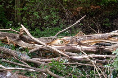 Düşmüş kıymık ağaçları