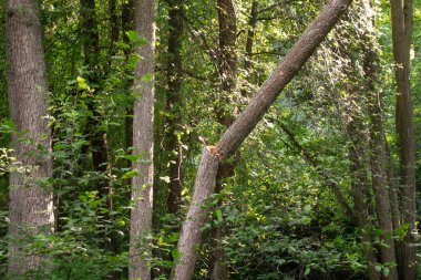 Fırtına dan sonra çatlak ağaç