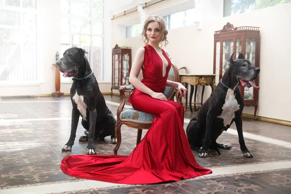 美丽的女人在一个优雅的红色礼服与两只狗的伟大的丹麦狗在一个经典的内部 — 图库照片