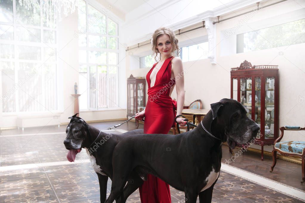 Beautiful woman in an elegant red dress with two dogs of the Great Dane dog in a classic interior.