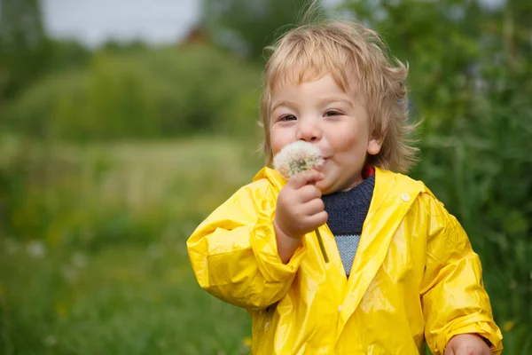 A very joyful little child in a yellow raincoat blows a bouquet of couch potatoes on a summer day.