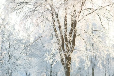 Ağaçları buzlu ağaç dalları ile bir kış gününde duvar kağıtları