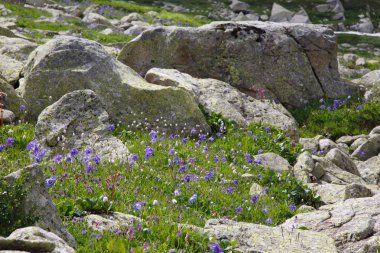 Highland Columbines ile bir dağ vadi, Sibirya, altay kaplı vadi.