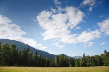 Çayır ve orman ile bir yaz sabahı manzara