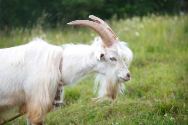 Beyaz keçi üstünde kira kontratı mera, bir yaz gününde