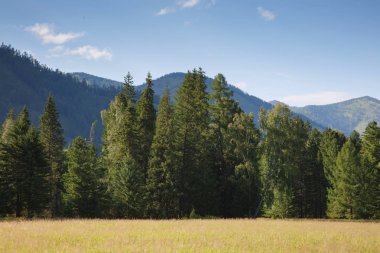 Çayır ve orman ile bir yaz sabahı manzara