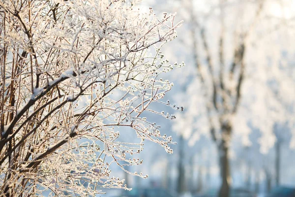 Wallpapers branch bush in hoarfrost on a background of snow-covered trees