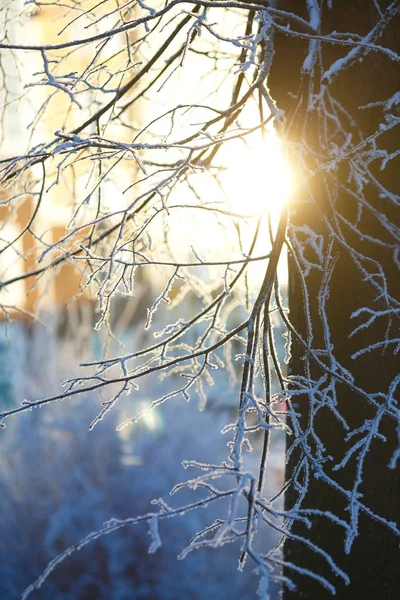 Winter wallpaper. The sun streaming through the frosted tree branches