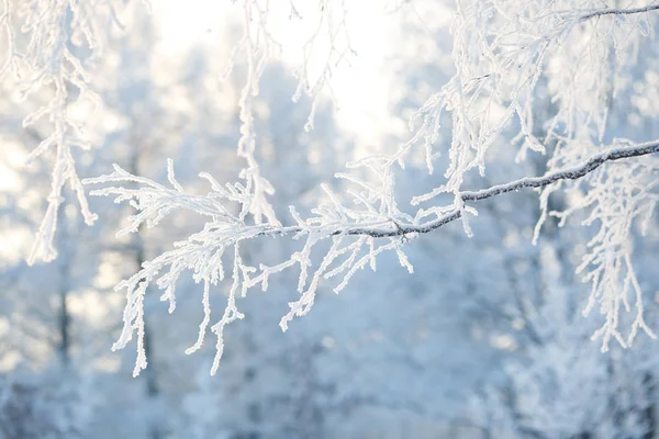 壁纸分支在霜在雪覆盖的树的背景下 — 图库照片