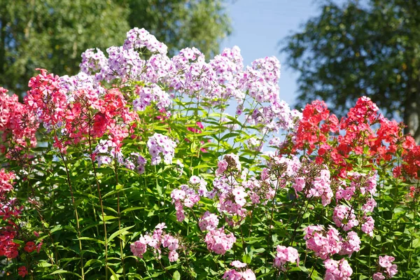 Floral Φόντο Πολύχρωμα Phlox Στον Κήπο — Φωτογραφία Αρχείου