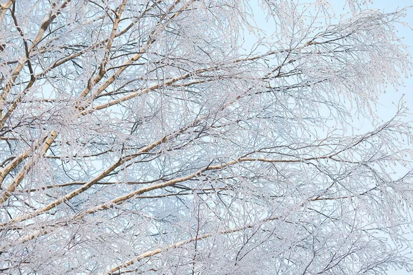 壁纸霜桦木树枝在一个晴朗的冬天天 — 图库照片