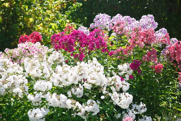 Bloemen Behang Veelkleurige Phlox Tuin — Stockfoto