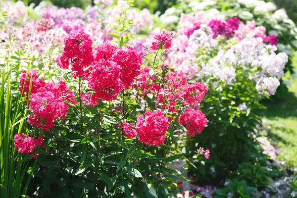 Bloemen Behang Borstels Magenta Phlox Tegen Achtergrond Van Kleurrijke Bloemen — Stockfoto