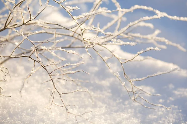 Wallpaper Frozen Branches Backdrop Snow Drifts — Stock Photo, Image