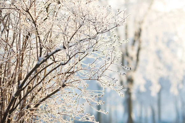 Wallpapers branch bush in hoarfrost on a background of snow-covered trees
