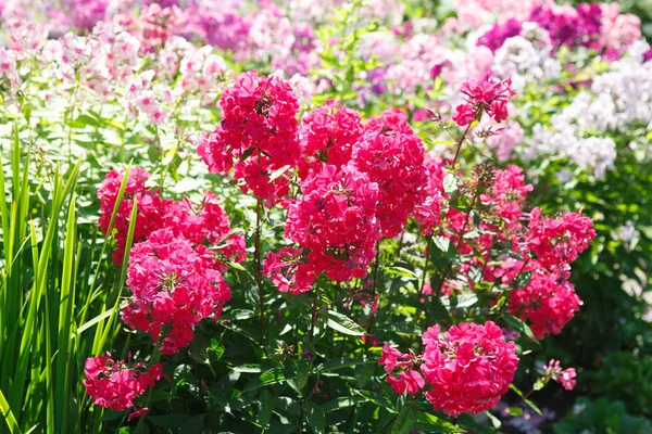 Bloemen Behang Borstels Magenta Phlox Tegen Achtergrond Van Kleurrijke Bloemen — Stockfoto