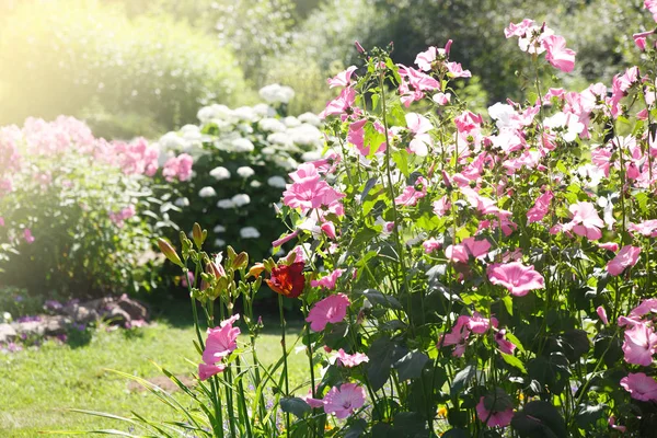 Roze Hollyhock Tegen Achtergrond Van Tuin — Stockfoto