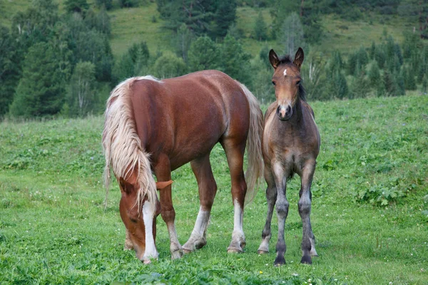 sahada otlatma bir tayı atlarla