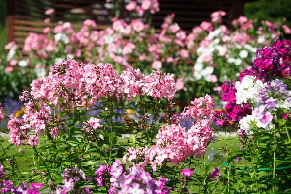 Virágos Háttér Tarka Phlox Kertben — Stock Fotó