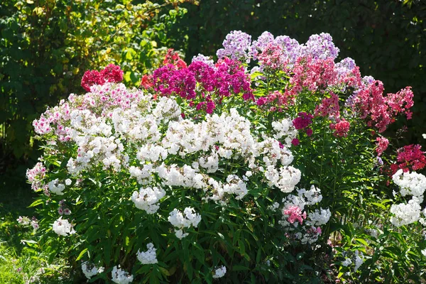 Bloemen Behang Struiken Van Wit Roze Lila Magenta Phlox — Stockfoto