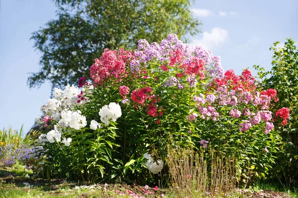 Virágos Háttér Tarka Phlox Kertben — Stock Fotó