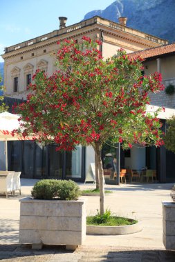 Kırmızı çiçekler açan bir zakkum ağacı Akdeniz eski Kotor şehir içinde güneşli bir günde olduğunu.