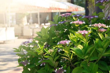 Ortanca sokak şehir üzerinde güzel bir çalı.