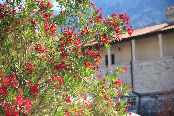 Bokor Virágzó Piros Oleander Egy Napsütéses Napon — Stock Fotó