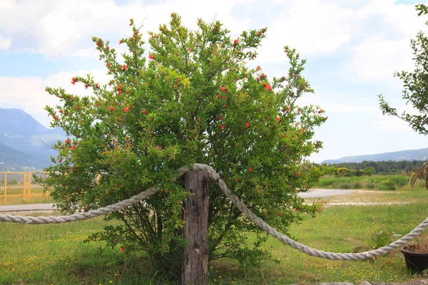 A pomegranate tree blooming in the garden. — Stock Image Pomegranate Tree Blooming Garden Royalty Free Stock Images