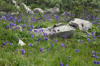 Doğal arka plan, birçok renk taşlar arasında mor aquilegia.
