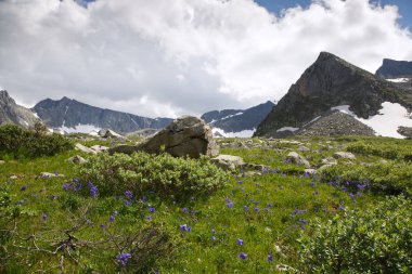 Doğal arka plan, çiçekli aquilegia Sıradağları, altay zemin karşı ile büyümüş bir dağ yamacı.