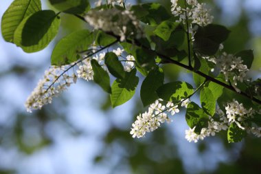 Çiçek açan kiraz güneşli bir sebze arka plan.