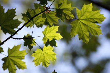 Güneşli bir günde bitkisel arka plan ile akçaağaç yaprakları.