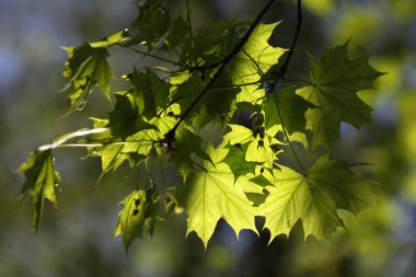 Güneşli bir günde bitkisel arka plan ile akçaağaç yaprakları.