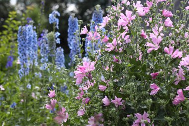 Bahçe çiçek açan ebegümeci ve delphinium.