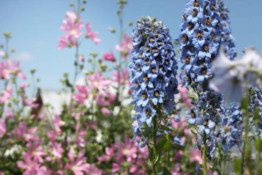 Bahçe çiçek açan ebegümeci ve delphinium gökyüzüne karşı.
