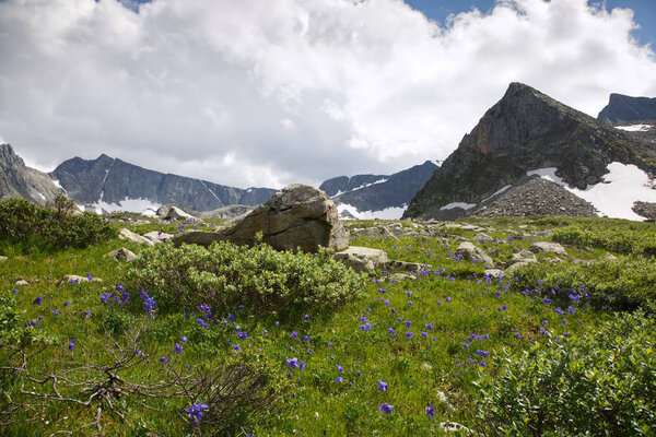 Natural background, a mountain slope overgrown with flowering aquilegia against the backdrop of mountain ranges, Altai.