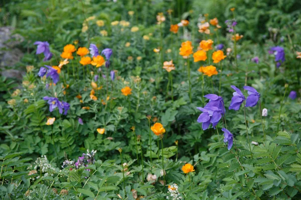 Natural Background Blooming Purple Aquilegia Orange Bathing Suits Mountain Meadow — Stock Photo, Image