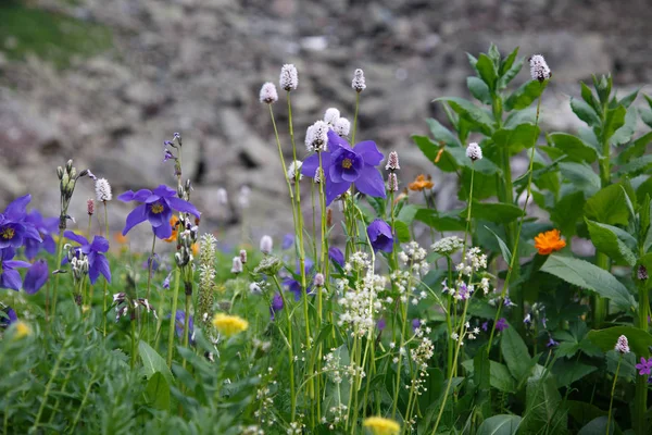 Natural Background Multi Colored Mountain Flowers Background Stones Altai — Stock Photo, Image