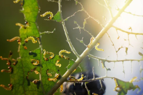 Естественный Фон Кусачий Лист Большим Количеством Гусениц Макро — стоковое фото