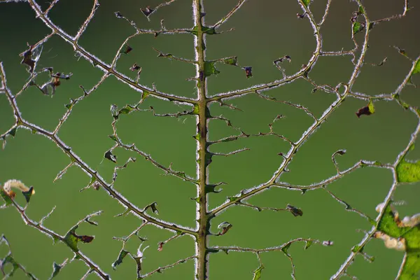 自然な背景 透かしの静脈で毛虫 葉マクロ — ストック写真