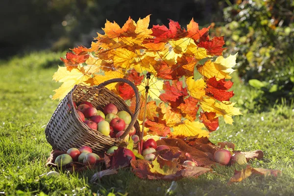 Autumn Still Life Apples Basket Umbrella Maple Leaves — Stock Photo, Image