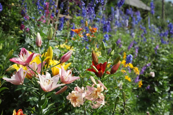 Corner of the garden with lily flowers in different colors.