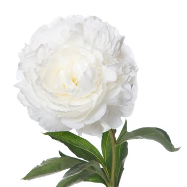 Beyaz şakayık izole çiçek.